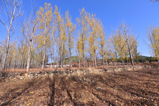 樹林   秋天