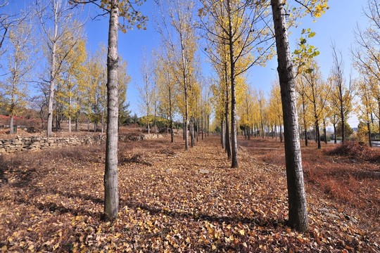 樹林   林地