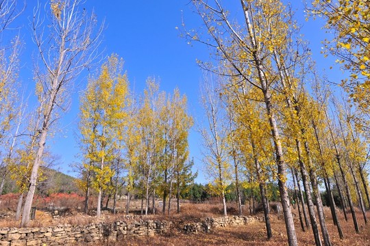 樹林