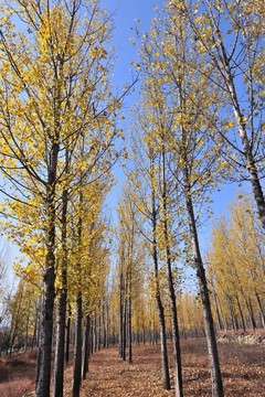 樹林