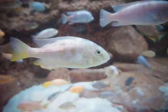 海底魚群 水族館 海洋館
