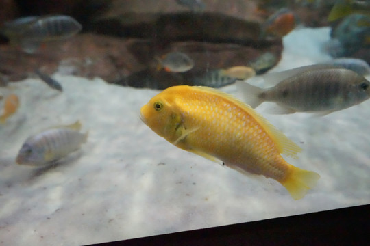 海洋生物 海底魚群
