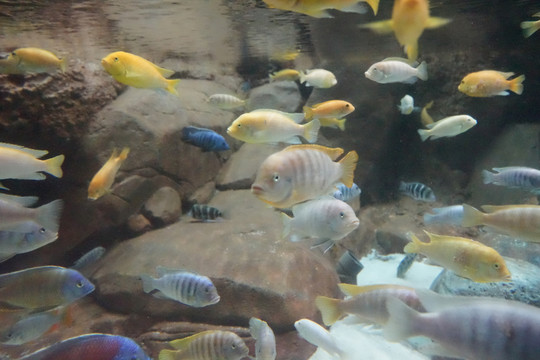 海洋館 海底魚(yú)群