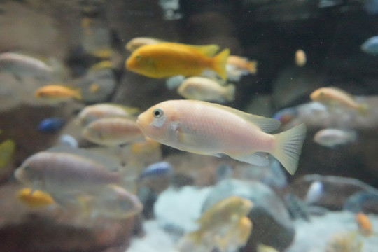 魚(yú)群特寫(xiě) 海底生物