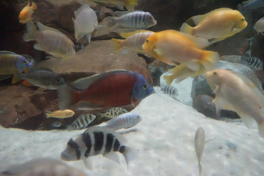 水族館 海洋生物 魚(yú)群特寫(xiě)