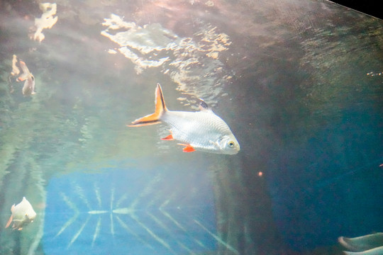 海底世界 水族館