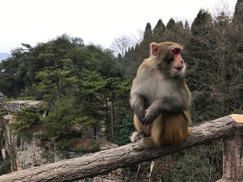 張家界猴子