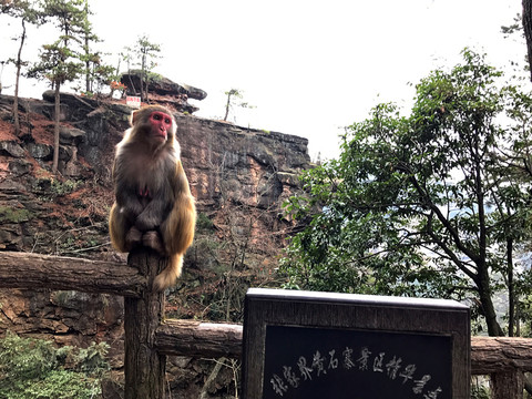 張家界猴子