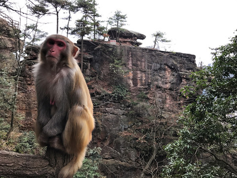 張家界猴子