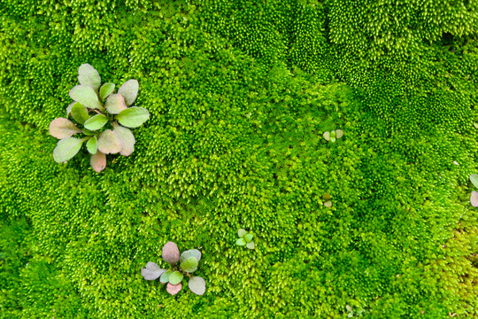 苔蘚背景 綠色背景