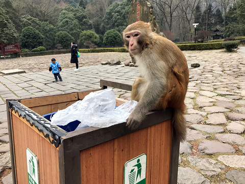 張家界猴子