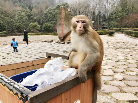 張家界猴子