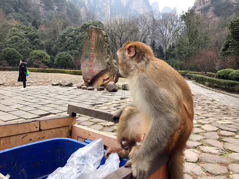 張家界猴子