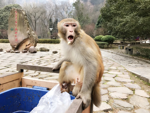 張家界猴子