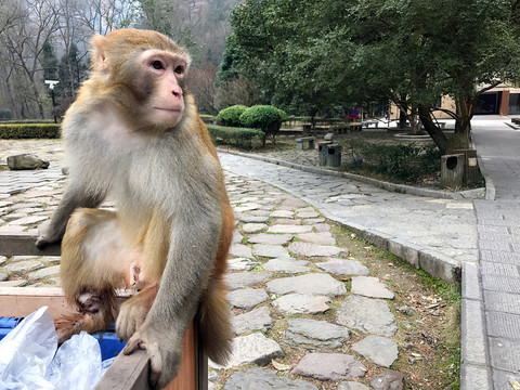 張家界猴子