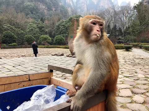 張家界猴子