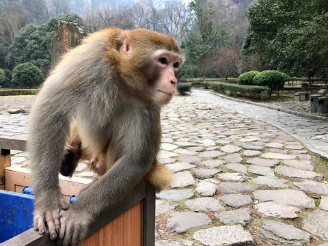 張家界猴子