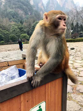 張家界猴子