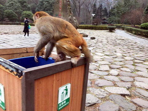 張家界猴子