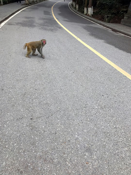 張家界猴子