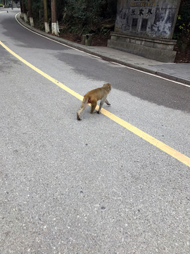 張家界猴子