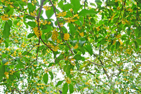桂花樹  陽光樹林