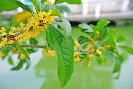 桂花樹 開放的桂花