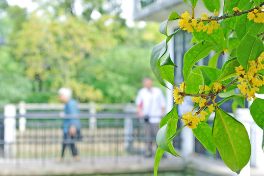 桂花樹 開放的桂花