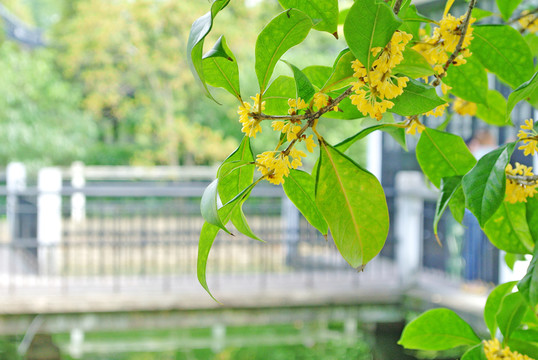 桂花樹 開放的桂花