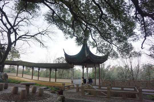 古樟樹