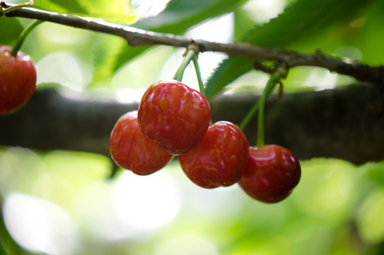 櫻桃 櫻桃樹(shù)
