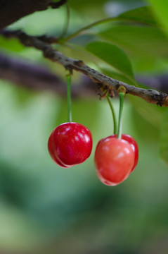 櫻桃 櫻桃樹(shù)