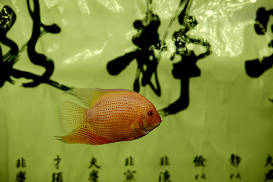 熱帶魚 黃菠蘿