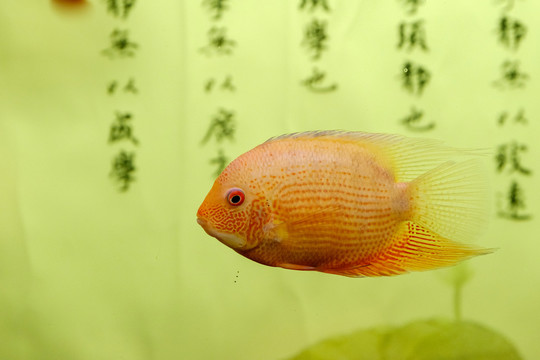 熱帶魚(yú) 黃菠蘿