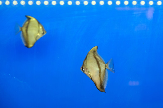 熱帶魚(yú)