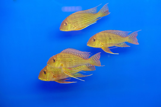 熱帶魚