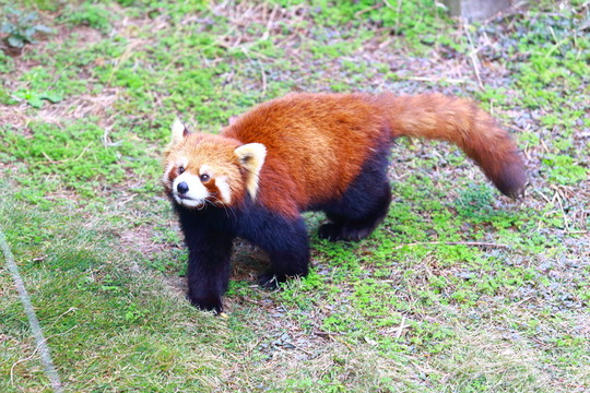 小熊貓
