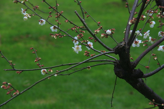 梅花白梅