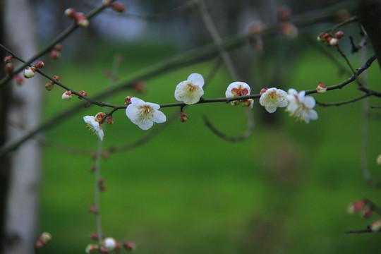 梅花白梅