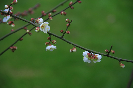 梅花白梅
