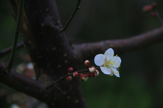 梅花白梅