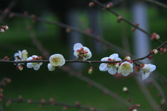 梅花白梅