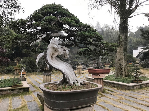 墨莊