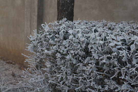 樹(shù)掛小雪