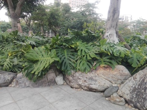巖石和綠植4