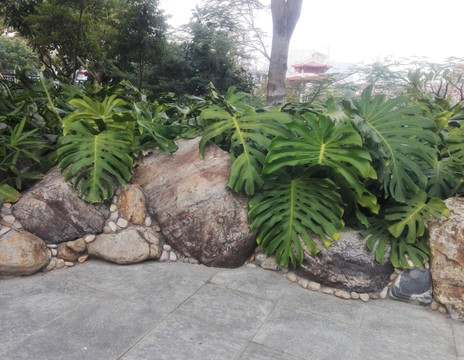 巖石和綠植1