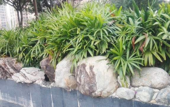 巖石綠植