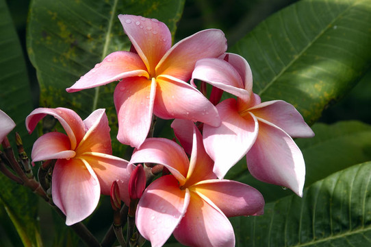紅雞蛋花