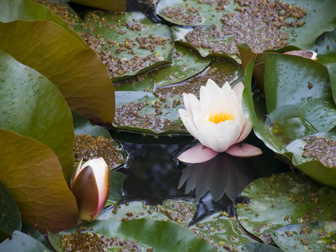 水百合