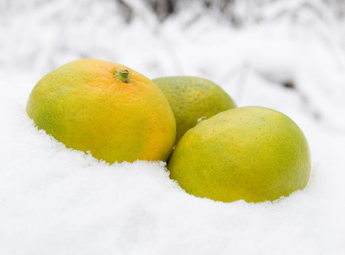 三橘子雪
